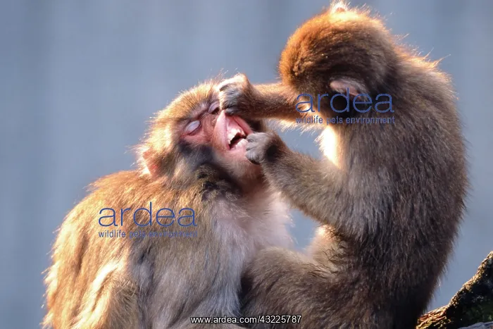 : Japanese macaque or Snow monkeys (Macaca fuscata) : Japanese macaque or Snow monkeys (Macaca fuscata)