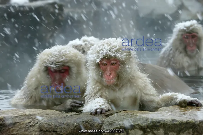 : Japanese Macaque / Snow Monkeys in snow storm : Japanese Macaque / Snow Monkeys in snow storm
