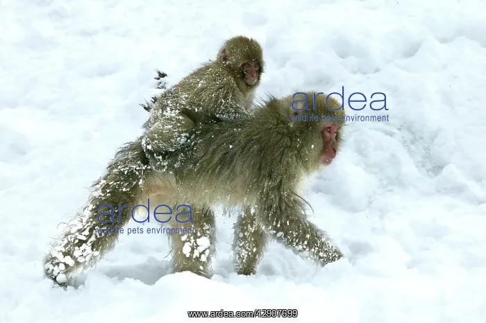  : Japanese Macaque  /  Snow Monkeys -Young riding on