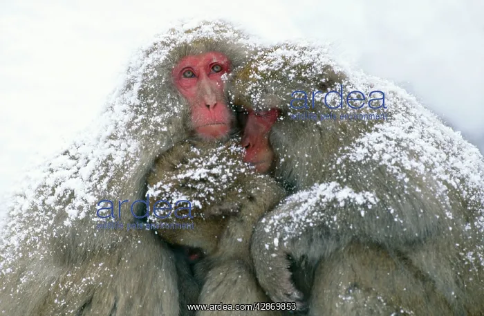 : Japanese Macaque - tree in snow : Japanese Macaque - tree in snow