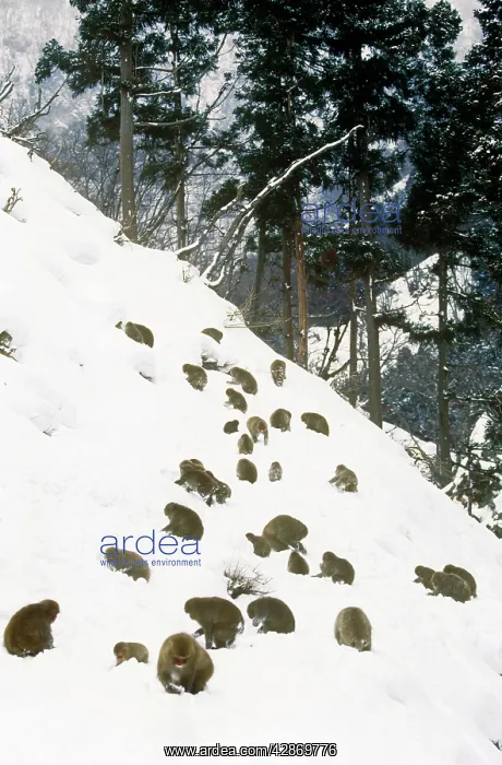 : Japanese Macaque - a troupe foraging on a snowy hillside : Japanese Macaque - a troupe foraging on a snowy hillside