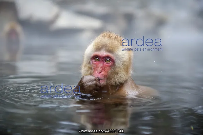 : Japanese Macaque - in water : Japanese Macaque - in water