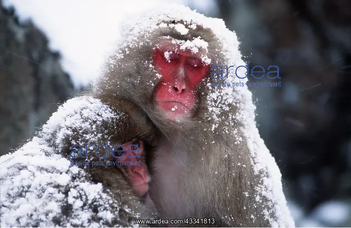 : JAPANESE MACAQUE - x two cuddling in snow : JAPANESE MACAQUE - x two cuddling in snow