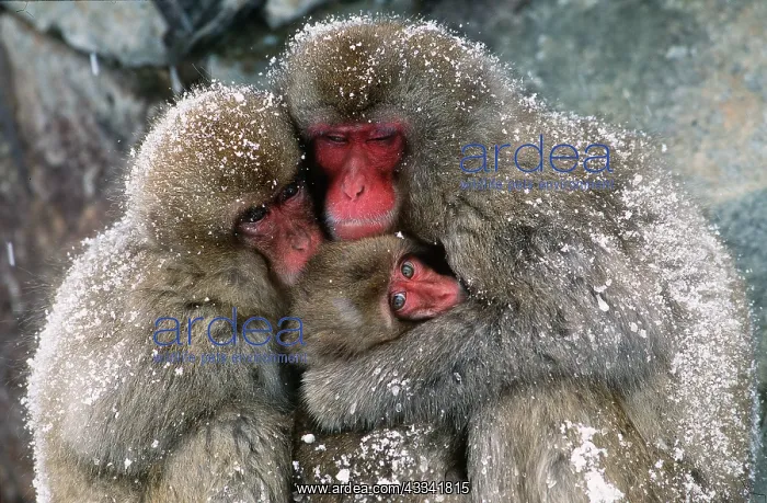 : JAPANESE MACAQUE - x three huddling together in snow : JAPANESE MACAQUE - x three huddling together in snow