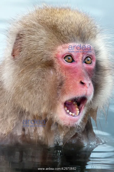 : Japanese Macaque - young in pool with mouth and : Japanese Macaque - young in pool with mouth and