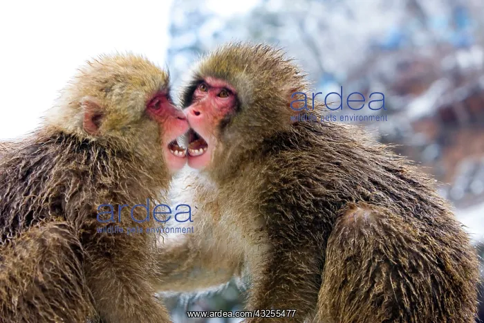 : Two Japanese macaques (Macaca fuscata) or : Two Japanese macaques (Macaca fuscata) or
