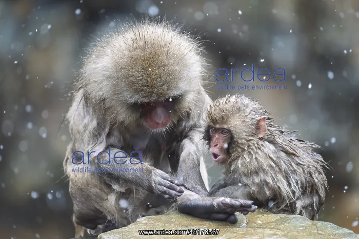 : Japanese macaques (Macaca fuscata) : Japanese macaques (Macaca fuscata)