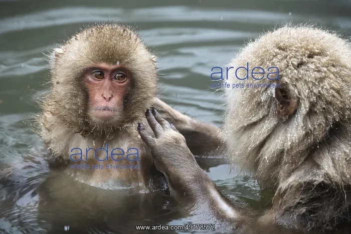 : Japanese macaques (Macaca fuscata) : Japanese macaques (Macaca fuscata)