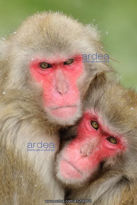 : Japanese macaques (Macaca fuscata) in winter : Japanese macaques (Macaca fuscata) in winter