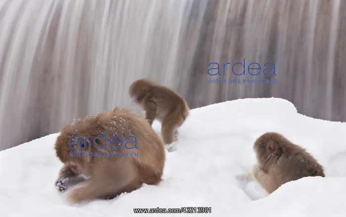 : Japanese macaques, Nagano, Honshu Island : Japanese macaques, Nagano, Honshu Island