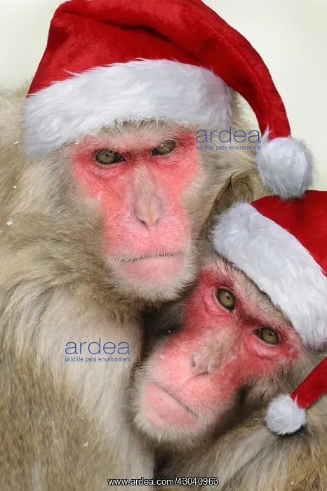 : Japanese macaques wearing CHristmas hats : Japanese macaques wearing CHristmas hats