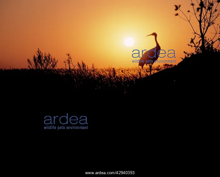 : Japanese / Manchurian / Red-crowned CRANE : Japanese / Manchurian / Red-crowned CRANE