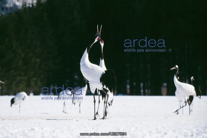 : Japanese / Manchurian / Red-Crowned CRANE - courting dance : Japanese / Manchurian / Red-Crowned CRANE - courting dance