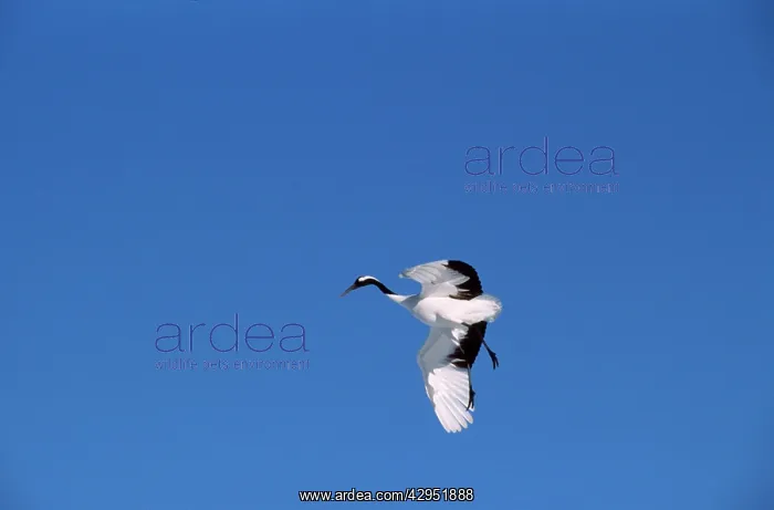 : Japanese / Manchurian / Red-crowned Crane - in flight : Japanese / Manchurian / Red-crowned Crane - in flight