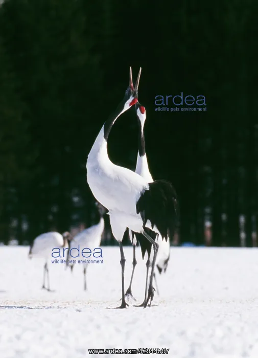 : Japanese / Manchurian / Red-crowned CRANE - pair : Japanese / Manchurian / Red-crowned CRANE - pair