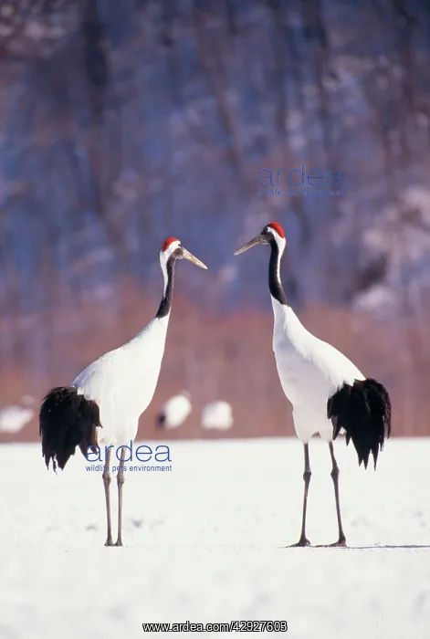 : JAPANESE / Manchurian / Red-crowned CRANE - two in snow : JAPANESE / Manchurian / Red-crowned CRANE - two in snow