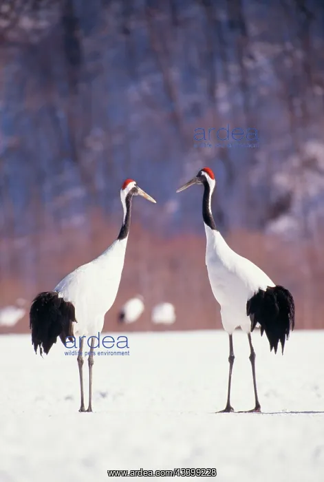 : JAPANESE / Manchurian / Red-crowned CRANE - two in snow : JAPANESE / Manchurian / Red-crowned CRANE - two in snow