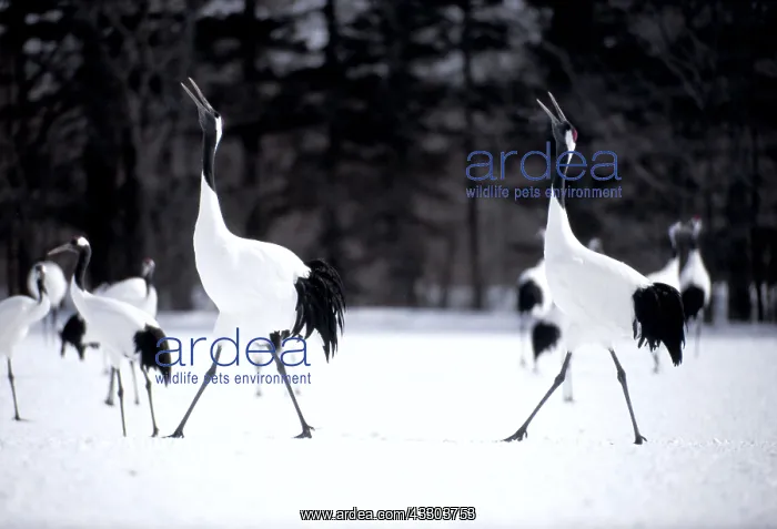 : JAPANESE / Manchurian / Red-Crowned CRANES - courtship : JAPANESE / Manchurian / Red-Crowned CRANES - courtship