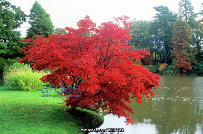 : Japanese Maple : Japanese Maple