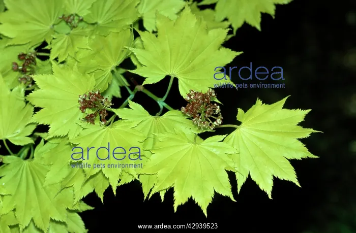 : JAPANESE MAPLE : JAPANESE MAPLE
