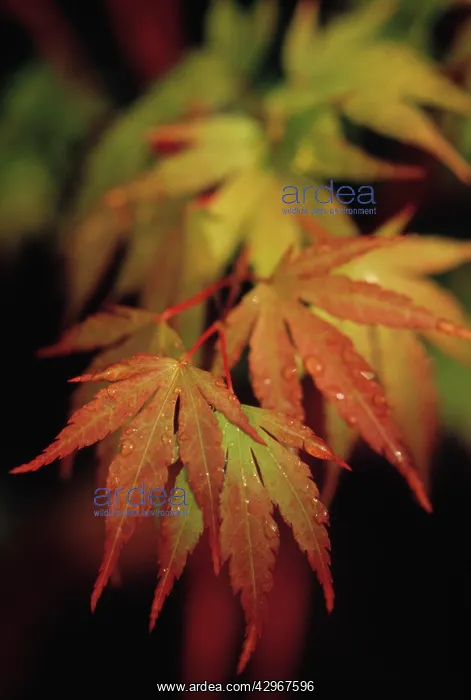 : Japanese Maple : Japanese Maple