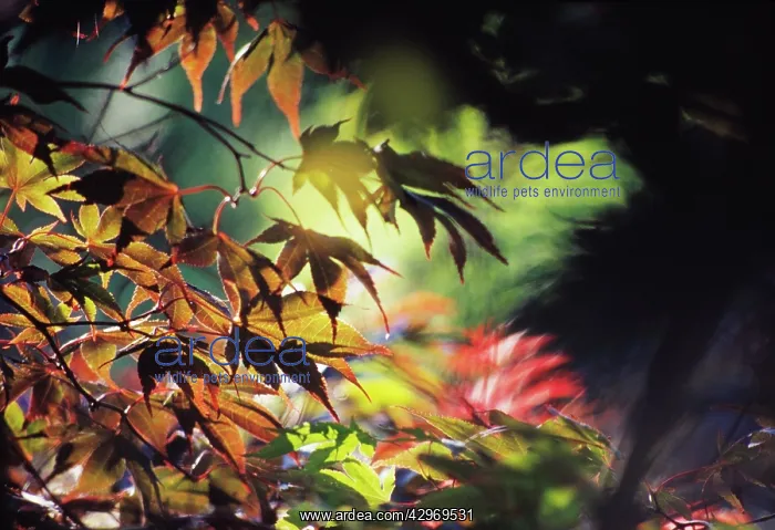 : Japanese Maple : Japanese Maple