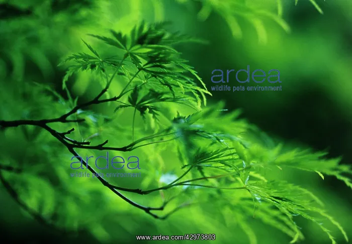 : Japanese Maple : Japanese Maple