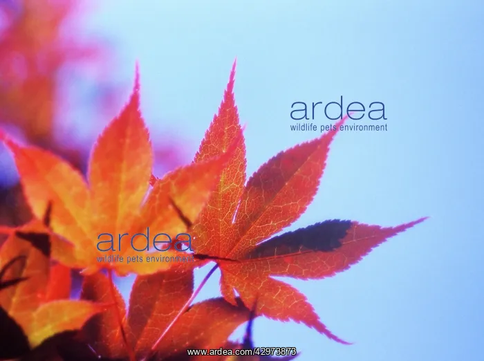  : Japanese Maple