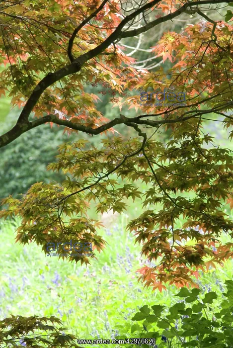 : Japanese Maple : Japanese Maple