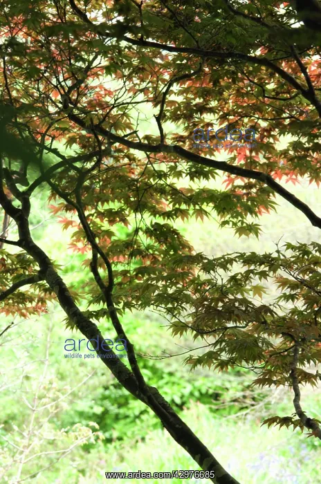 : Japanese Maple : Japanese Maple