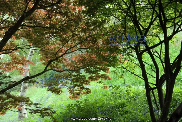 : Japanese Maple : Japanese Maple