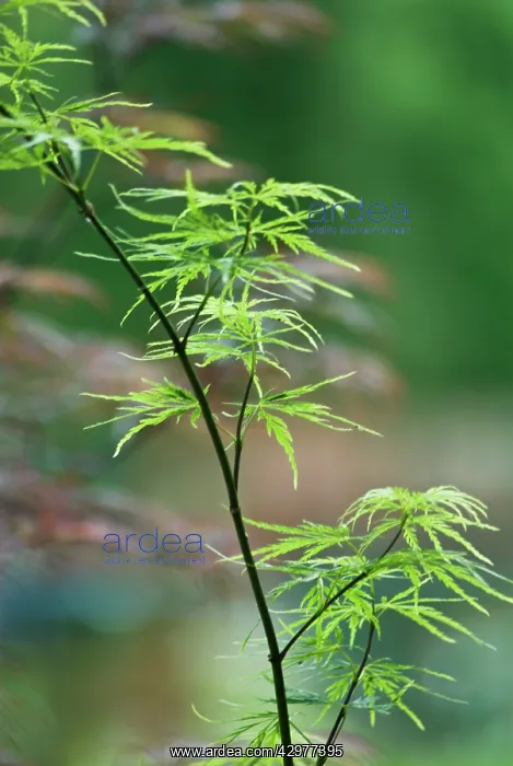 : Japanese Maple : Japanese Maple