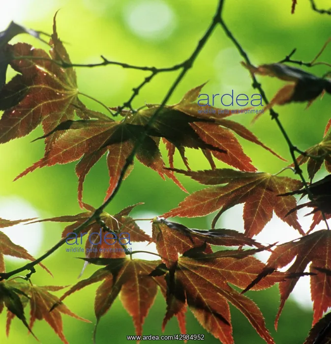 : Japanese Maple : Japanese Maple