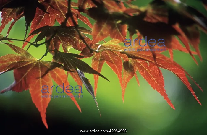 : Japanese Maple : Japanese Maple