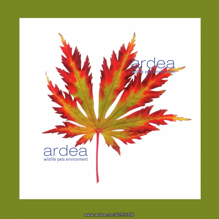 : Japanese Maple : Japanese Maple