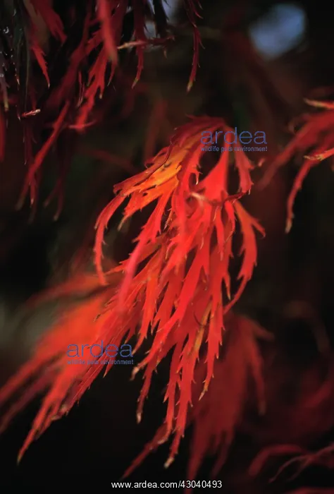  : Japanese Maple