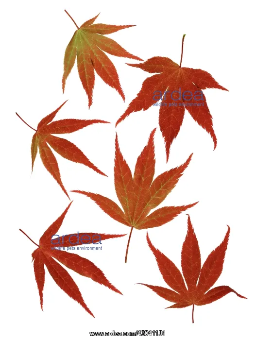 : Japanese Maple : Japanese Maple