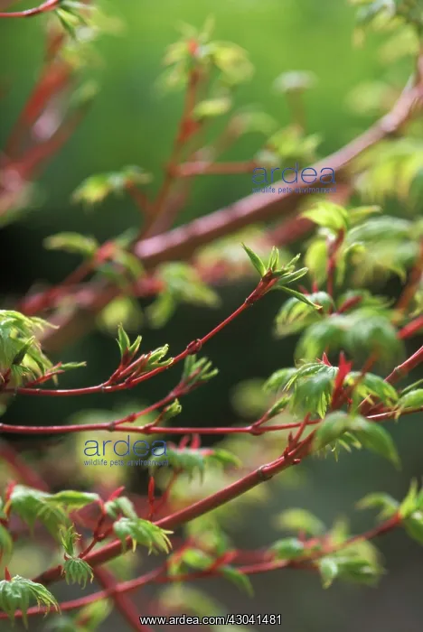  : Japanese Maple