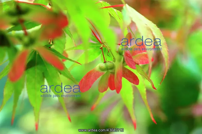  : Japanese Maple