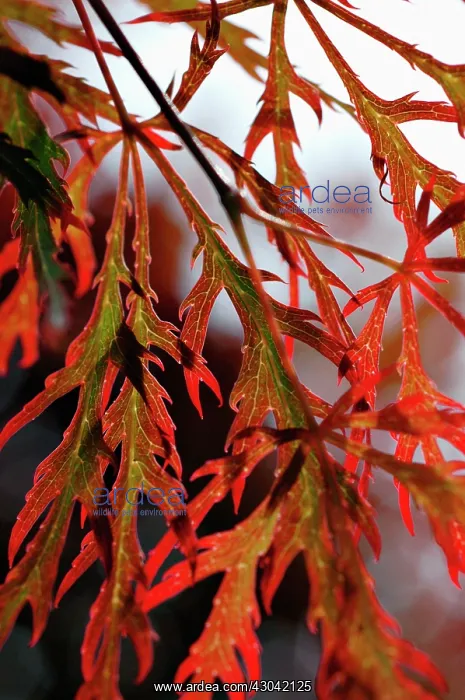 : Japanese Maple : Japanese Maple