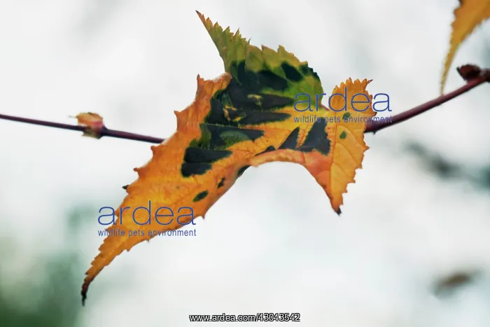: Japanese Maple : Japanese Maple