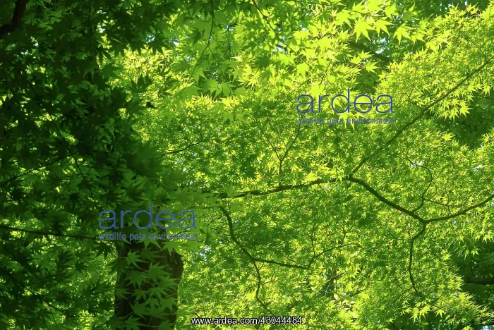 : Japanese maple : Japanese maple