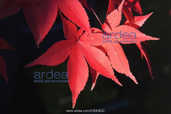 : Japanese maple : Japanese maple