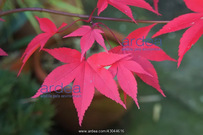 : Japanese maple : Japanese maple