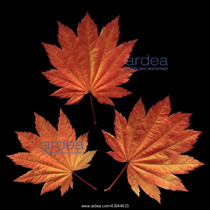 : Japanese Maple : Japanese Maple