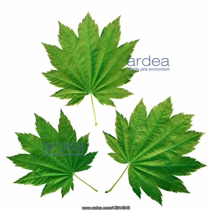: Japanese Maple : Japanese Maple