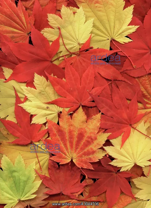 : Japanese Maple : Japanese Maple