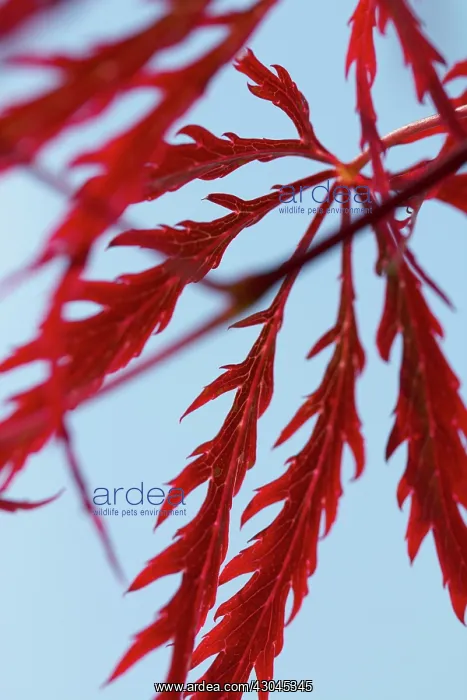  : Japanese Maple
