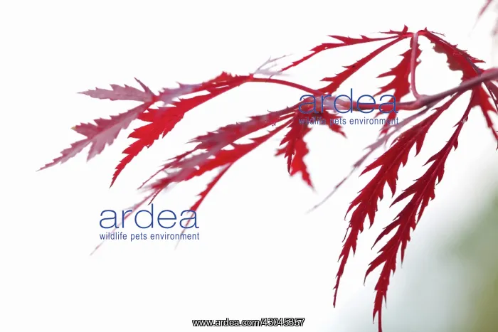  : Japanese Maple