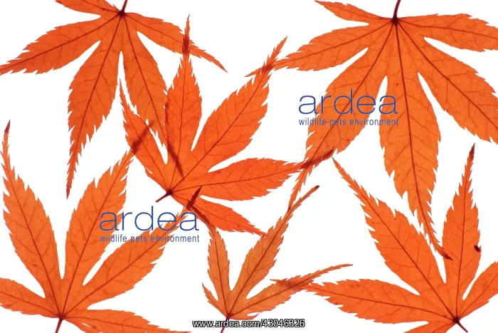  : Japanese Maple